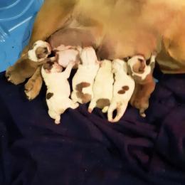 Bulldog Puppies from Pitts Kennel
