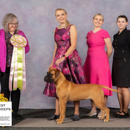 Katniss - Red female Bullmastiff puppy in Pleasant Hill, Missouri from Marconian Bullmastiffs