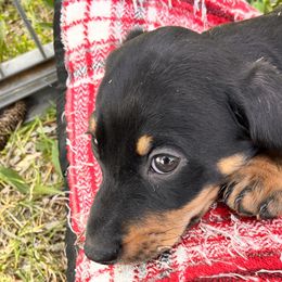 Dachshunds from Rocky Mountain Wieners