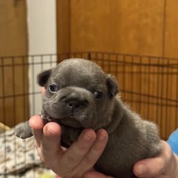 Boy 1 - French Bulldog puppy in Newport, Oregon from Blue Coast Bulldogs