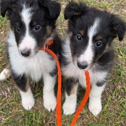 Chips ahoy - Black white and tan male Shetland Sheepdog puppy in Altha, Florida from Hill Top Shelties