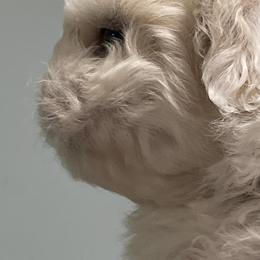 Maltese and Shih Tzu Puppies from BayView Pups