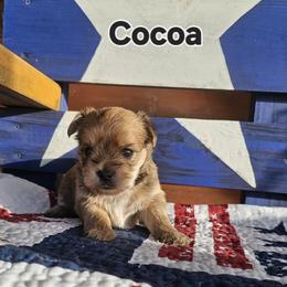 Miracle - Chocolate female Morkie puppy in Terrell, Texas from PBJ Farms
