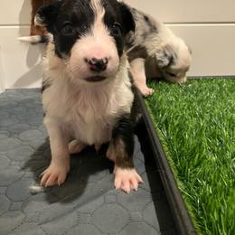 Pin - Black and white male Border Collie puppy in Holden, Missouri from Spotted Feather Farm