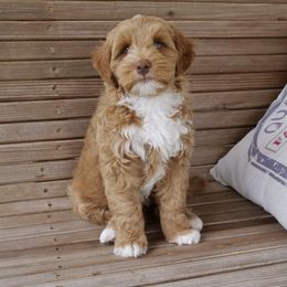 Australian Labradoodle Puppies from Integrity Labradoodles
