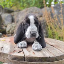 Daryl - Black and white male Basset Hound puppy in Valley, Washington from Peaceful Valley Paws