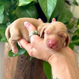 Levi - Red male Dachshund puppy in California from Ranch Hand Weenies