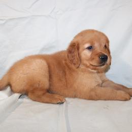 Matcha - Dark golden male Golden Retriever puppy in New Weston, Ohio from Bertke AKC Golden Retrievers and Bernese Mountain Dogs