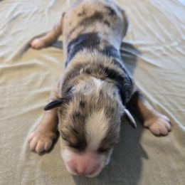 Boy 3 - Blue merle male Bernedoodle puppy in Lititz, Pennsylvania from Sleepy Hollow Acres