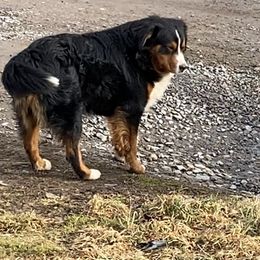Mufasa - Bernese Mountain Dog