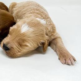 REBEL - Apricot male Goldendoodle puppy in Davison, Michigan from Dreaming Doodles