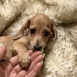 DO NOT FILL OUT APPLICATION UNLESS SERIOUS - Cream male Dachshund puppy in Wisconsin from Sabe and Shabe’s Doxies