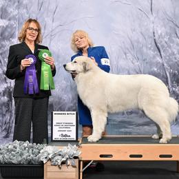 Great Pyrenees puppies from Arnault Great Pyrenees