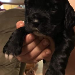 Cocker Spaniels from Carter's Cocker Spaniels