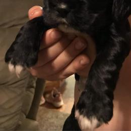 Cocker Spaniels from Carter's Cocker Spaniels