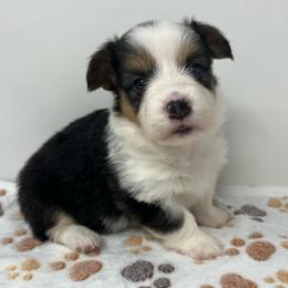 Vanilla Bean (fluffy) - Black and tan female Pembroke Welsh Corgi puppy in Waco, Texas from The Comma Corgis