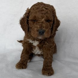 Peanut - Red  female Goldendoodle puppy in De Pere, Wisconsin from Kinzor Kennels