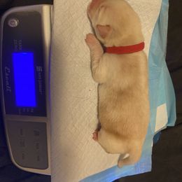 Dilute Retriever and Labrador Retriever Puppies from Moran’s Lab’s