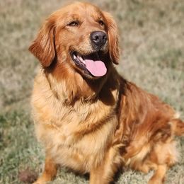 Gingar - Golden Retriever