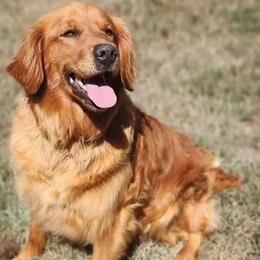 Gingar - Golden Retriever