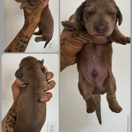 Boy 3 - Fawn (Isabella) male Dachshund puppy in Rio, Wisconsin from Three K Miniature Dachshunds