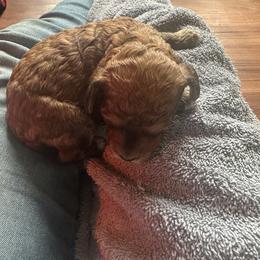 Westin - Phantom male Goldendoodle puppy in Waynesboro, Virginia from Forest Creek Kennel