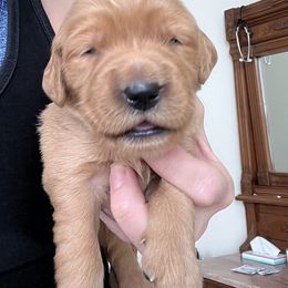 Golden Retriever Puppies from GoldenRae Retrievers