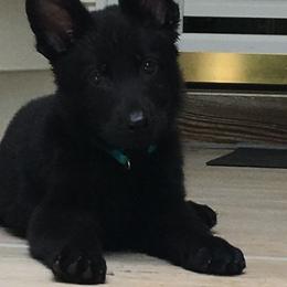German Shepherd Puppies from German Shepherds of Virginia