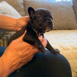 Bruce - Black male French Bulldog puppy in Bolingbrook, Illinois from Flores Frenchies