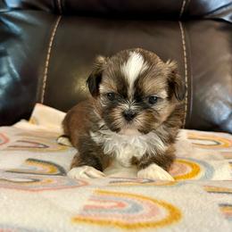 Sampson - Brindle male Shih Tzu puppy in Huntsville, Alabama from Sunnybrook Shih Tzu