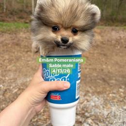 Sable boy - Orange sable male Pomeranian puppy in Kentucky from Em&M Pomeranians