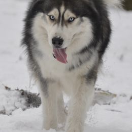 Finley - Siberian Husky