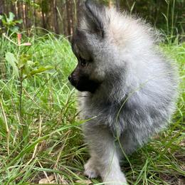 Booleroo - Wolf sable male Pomeranian puppy in Bamberg, South Carolina from Shakhor Ohr Collies and Pomeranians