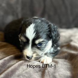 Blaze - Black tri male Toy Australian Shepherd puppy in Lame Deer, Montana from Bar M Toy Aussies