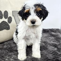 Sage - Black and white male Bernedoodle puppy in Granton, Wisconsin from Rose River Farms
