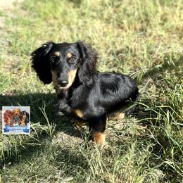 King - Dachshund