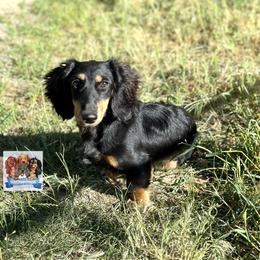 King - Dachshund