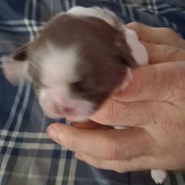 Girl 2 - Gold and white female Shih Tzu puppy in Lake Worth, Florida from Shih Tzu Cottage
