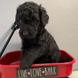 Aussiedoodle Puppies from Double K Farms