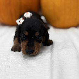 Luna - Black and tan female Dachshund puppy in Athens, Alabama from Weidenthal Dachshunds