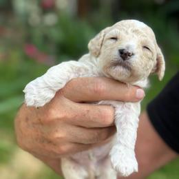 Bailey - Cream male Havapoo puppy in Aurora, Colorado from Miroslava's Puppies