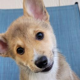 Boy 1 - John - Pembroke Welsh Corgi puppy in San Antonio, Texas from Bishop Paws & More.