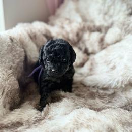 Toad - Phantom male Poodle puppy in Uniondale, New York from Poodles Are Mixy