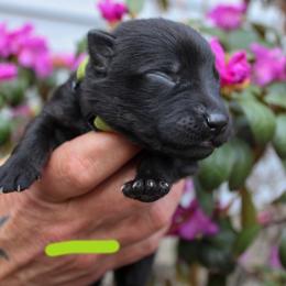 Pluto - Bi-color male German Shepherd puppy in New York from Spitze German Shepherds