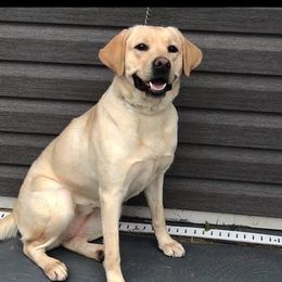 Star - Labrador Retriever