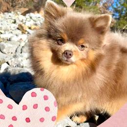 Pomeranians from Knox Posh Poms