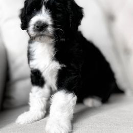 Burke - Black and white Portuguese Water Dog puppy in Mount Vernon, Ohio from Portie Club PWD's