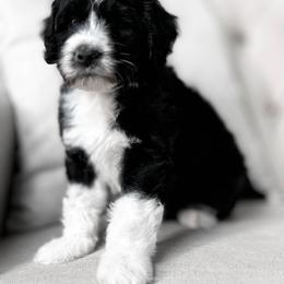 Burke - Black and white Portuguese Water Dog puppy in Mount Vernon, Ohio from Portie Club PWD's