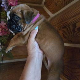 Girl 2 - Fawn Boxer puppy in Forsyth, Montana from Hert's Big Sky Boxers
