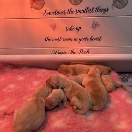 Boy - Golden male Golden Retriever puppy in Montgomery, Texas from Chrysanthos Golden Retrievers
